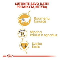 ROYAL CANIN FBN British Shorthair sausas maistas Britų trumpaplaukėms katėms 2 kg — 4 nuotrauka