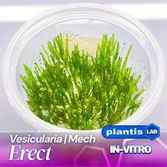 Erect moss samana inv