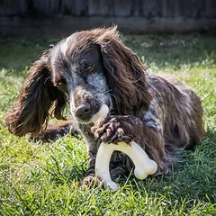 Nylabone Wishbone Extreme kramtomas žaislas šunims su vištienos skoniu, Vidutiniams 11–25 kg — 3 nuotrauka