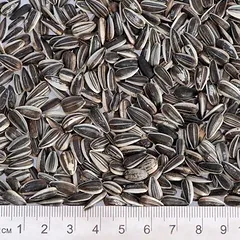 Lillebro saulėgrąžos, lesalas paukščiams, 5 kg — 4 nuotrauka