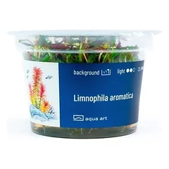 Akvariumo augalas Limnophila aromatica — 4 nuotrauka