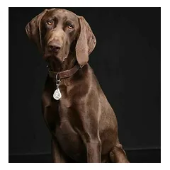 Tickless Pet ultragarsinis blusų ir erkės atbaidiklis (bežinis) — 5 nuotrauka