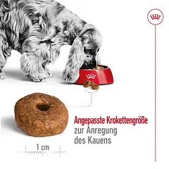 Royal Canin Medium Ageing 10+ sausas maistas šunims, 3 - 4,9 kg — 5 nuotrauka