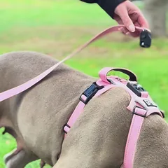 OURDOGSLIFE magnetinės šunų petnešos + 2 m pavadėlis (komplektas), M, rožinė — 3 nuotrauka