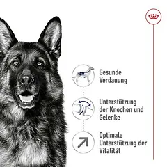 Royal Canin Maxi Adult 5+ sausas maistas šunims — 3 nuotrauka