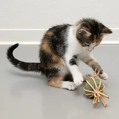 Modern Living Catnip Candy Samarkand, žaislas katėms, 1 vnt. — 2 nuotrauka