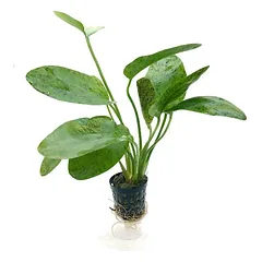 Echinodorus green ocelot
