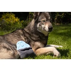 CoolPets vėsinantis žaislas šunims, Pingvinas — 3 nuotrauka