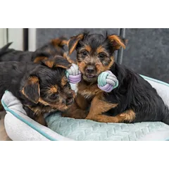 TRIXIE Junior Hantelis, virvė, 15 cm (pak.3)