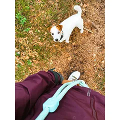 WOOLLY WOLF Mint green virvinis pavadėlis šunims, 180 cm — 3 nuotrauka
