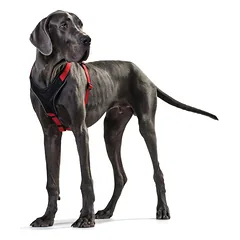 HUNTER NEOPRENE petnešos iš neopreno šunims, M– L, raudonos — 3 nuotrauka