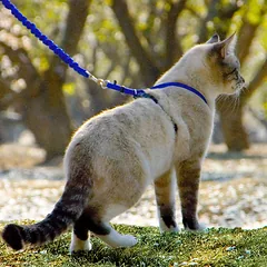PetSafe Easy Walk Katės Pakinktai Royal - pakinktai ir bungee pavadėlis katėms - S, Niebieskie / M — 2 nuotrauka