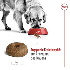 Royal Canin Maxi Ageing 8+ sausas maistas šunims — 5 nuotrauka