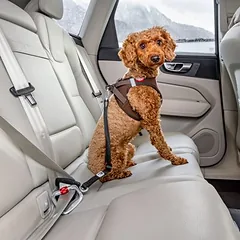 Curli Sicherheitsgurt für Auto