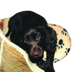 SnuggleSafe šildanti pagalvėlė augintiniams, Ø  apie 20 cm — 5 nuotrauka