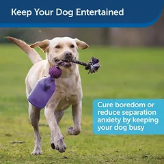 PetSafe Busy Buddy Tug-A-Jug - Žaislas šunims su skanėstais, butelis su traukimo virvele, XS — 2 nuotrauka
