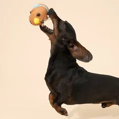TIAKI Hundespielzeug Capybara, Latex