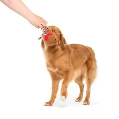 Bark žaislas šunims A Squeaky Meat-A-Ball, apie L 26 x B 15,9 x H 7,6 cm — 3 nuotrauka