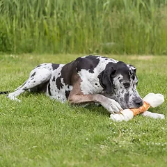 Trixie Mega mazgų kaulas su vištiena šunims, didelio dydžio, 40 cm — 2 nuotrauka
