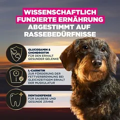 Eukanuba Adult Breed Care Dachshund, sausas maistas šunims, 3 - 4,9 kg — 3 nuotrauka