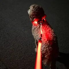 Nomad Tales Spirit USB LED bėgiojimo pavadėlis, oranžinis, 180–250 cm ilgio, 25 mm pločio — 4 nuotrauka