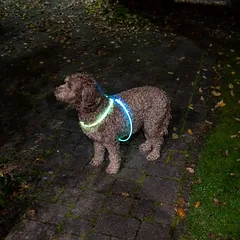 Nomad Tales Spirit USB LED petnešos šunims, Vienas dydis: iki 90 cm krūtinės apimtis — 5 nuotrauka
