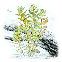 Akvariumo augalas Bacopa caroliniana — 2 nuotrauka
