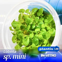 Lobelia sp. Mini INV