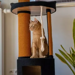 Ecomfy Mega Jack draskyklė katėms — 3 nuotrauka