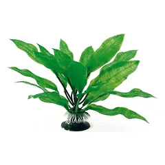 AMTRA ECHINODORUS augalas plant classic 23cm LG 1vnt parduotuvėje Petz.lt