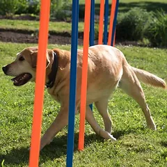 zooplus Exclusive Agility Fun & Sport slalomo rinkinys šunims, 12 strypų, Ø 2,5 cm, ilgis 100 cm — 4 nuotrauka