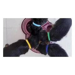 12 PUPPIES COLLARS 1 X 35 CM — 5 nuotrauka