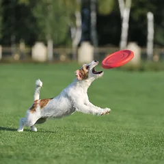 PitchDog žaislas šunims, skraidantis diskas, 24 cm skersmens, rožinis — 4 nuotrauka