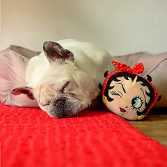 Dashi Betty XXI pliušinis žaislas šunims - pliušinis žaislas šunims su cypliuku, Betty Boop galva, 13cm — 2 nuotrauka