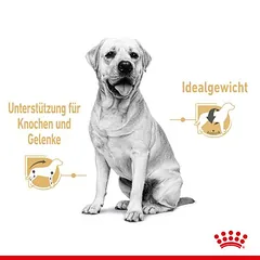 Royal Canin Labrador Retriever Adult padaže, drėgnas maistas šunims — 3 nuotrauka