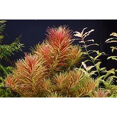 Limnophilla Aromatica Red inv — 2 nuotrauka