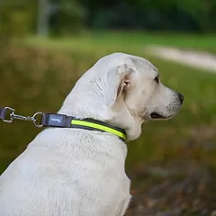 Kerbl Pet Light & Reflex šviečiantis antkaklis, Vidutiniams 11–25 kg — 2 nuotrauka