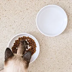 LucyBalu Katzennapf BOWL MELAMIN - 2er-Set