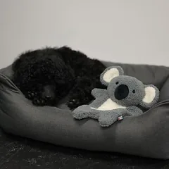 Rukka žaislas šunims Calm Koala, L 27 x B 17 cm — 2 nuotrauka