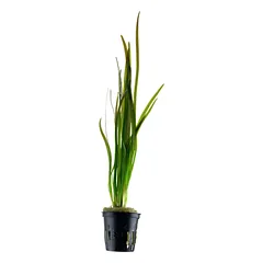 Vallisneria spiralis ‘Tiger’