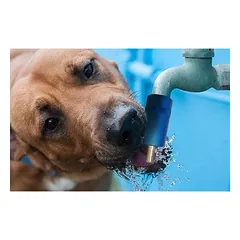 Dog Water Tap Feeder - suņu dzirdinātava ūdens krānam