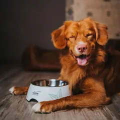Platinum Vetactive Hypoallergenic sausas šunų maistas su Iberijos kiauliena, 1,5 kg — 2 nuotrauka
