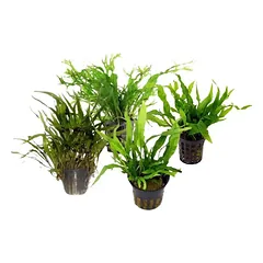 Akvariumo augalas Microsorum