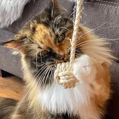 Kater Kasimir žaislas katėms Beždžionės kumštis, 1 vnt. — 3 nuotrauka
