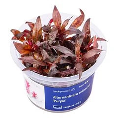 Akvariumo augalas Alternanthera reineckii Purple