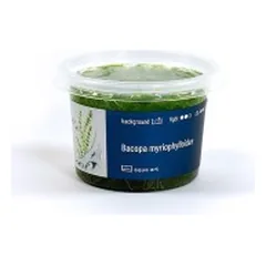 Akvariumo augalas Bacopa myriophylloides — 4 nuotrauka