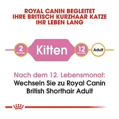 Royal Canin British Shorthair Kitten sausas maistas kačiukams, > 10 kg — 4 nuotrauka