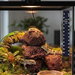 Happet termometras terariumui, 13cm — 4 nuotrauka