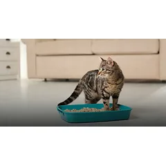 Atvira kraiko dėžė kačiukams ir mažoms katėms 37x27x9 cm, žema ir praktiška — 5 nuotrauka