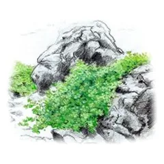Akvariumo augalas Hemianthus callitrichoides Cuba — 2 nuotrauka
